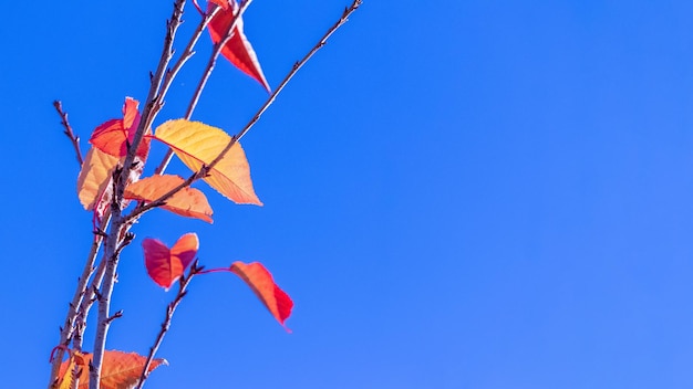 Fondo de otoño con coloridas hojas de otoño sobre un fondo de cielo azul en un clima soleado