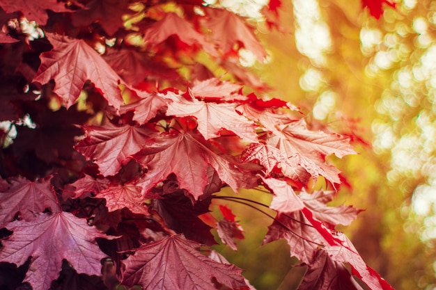 Fondo de otoño con coloridas hojas rojas y amarillas que caen del árbol