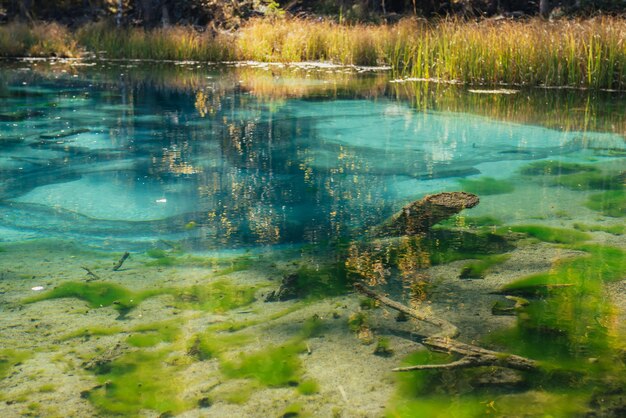 Fondo de otoño colorido con claro lago de montaña con reflejo de árboles amarillos bajo el sol. Paisaje luminoso con lago turquesa en colores otoñales dorados. Lago transparente inusual en época de otoño.