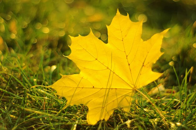 Fondo de otoño con enfoque selectivo de hoja de arce dorado