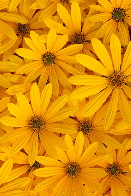 Fondo de otoño de flores amarillas florecientes de alcachofa de Jerusalén