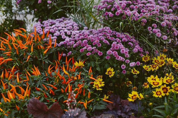 fondo de otoño de flores y plantas hortensia mini pimientos