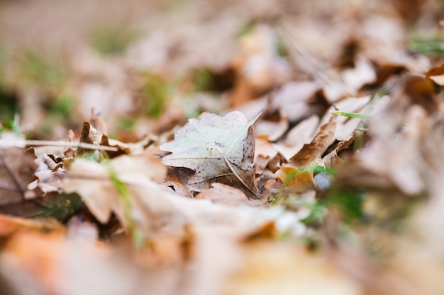 Fondo de otoño con follaje de árbol seco, colores marrón y verde y bokeh, patrón de temporada de otoño