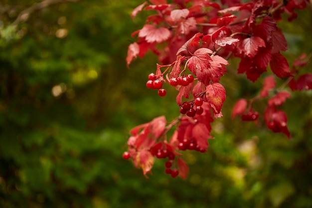 Fondo de otoño Fondo de hojas de otoño rojas y verdes