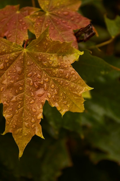 Fondo de otoño Fondo de hojas de otoño rojas y verdes