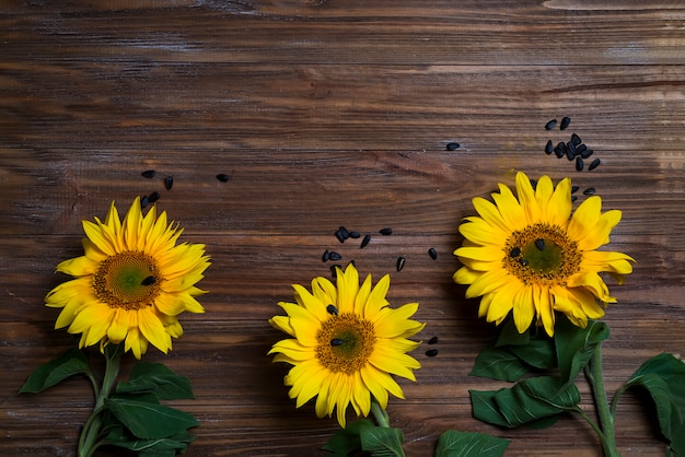 Fondo de otoño con girasoles.