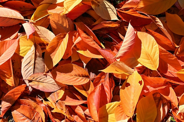 Foto fondo de otoño hermosas hojas coloridas de un árbol tiempo de otoño en la naturaleza