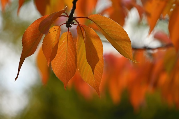 Fondo de otoño Hermosas hojas coloridas en la naturaleza con el sol Concepto de temporada al aire libre en el parque de otoño