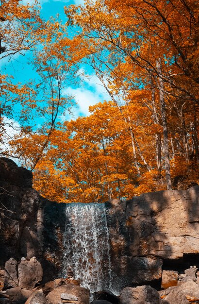 Fondo de otoño. Hierba y flores de otoño.