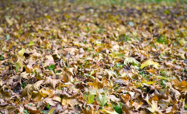 Fondo de otoño de hierba verde con hojas de abscisas