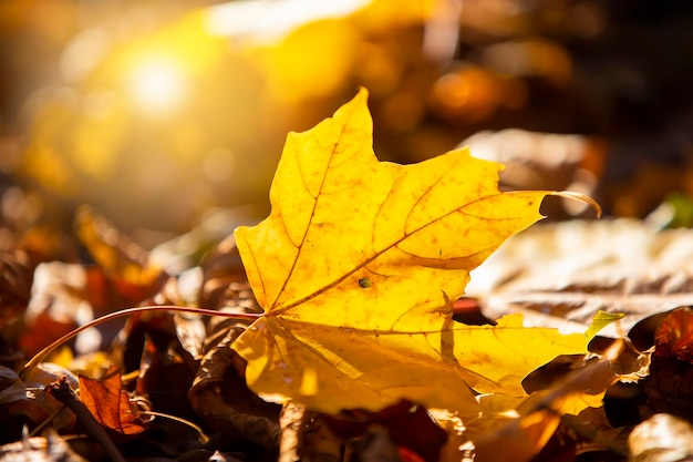 Fondo de otoño Hoja de arce amarilla iluminada por el sol