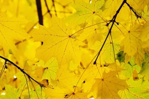 Fondo de otoño con hoja de arce dorada, enfoque selectivo