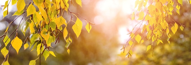 Fondo de otoño con hojas de abedul amarillas en un árbol en un día soleado