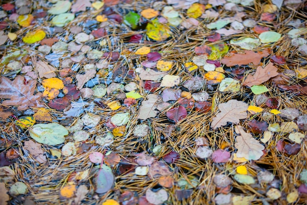 Fondo de otoño Hojas amarillas caídas en el agua Textura de hoja de bosque