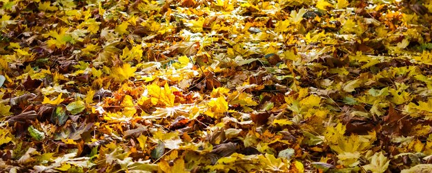 Fondo de otoño de hojas amarillas caídas en la luz del sol