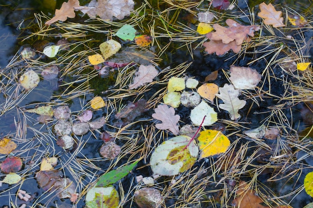 Fondo de otoño Hojas amarillas caídas en primer plano de agua