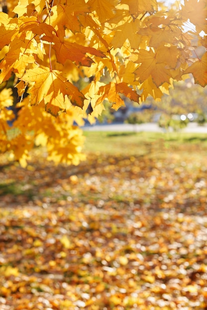 Fondo de otoño hojas amarillas en el parque de otoño. foto vertical
