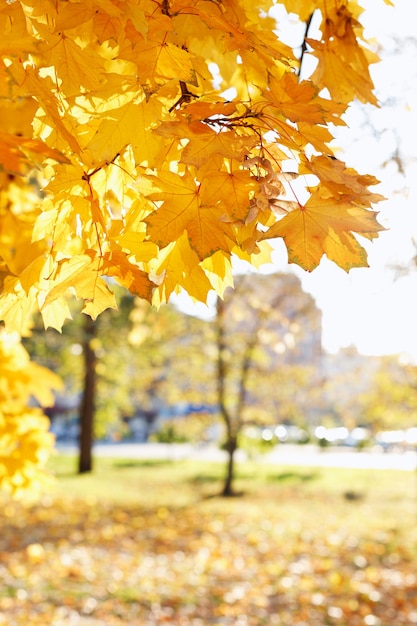 Fondo de otoño hojas amarillas en el parque de otoño