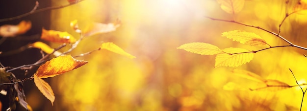 Fondo de otoño con hojas amarillas en las ramas de los árboles sobre fondo borroso en un clima soleado