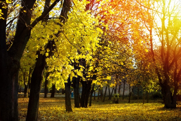 Fondo de otoño con hojas amarillas