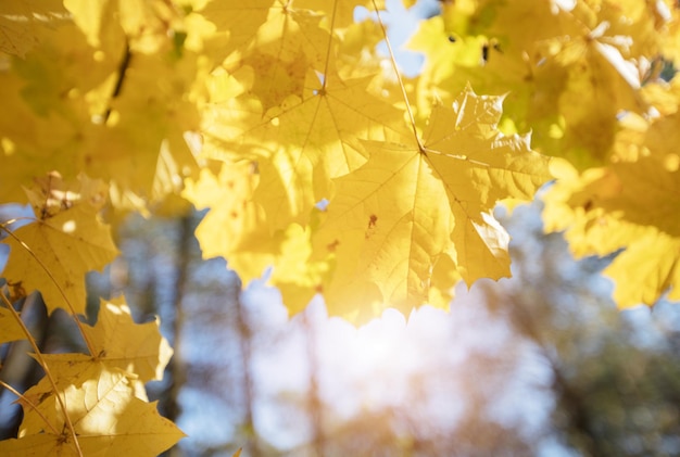 Fondo de otoño Hojas de arce amarillas al sol