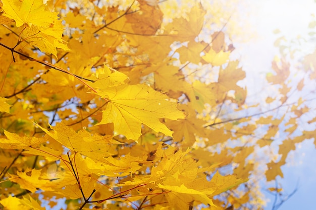 Fondo de otoño - hojas de arce amarillas contra un cielo azul.