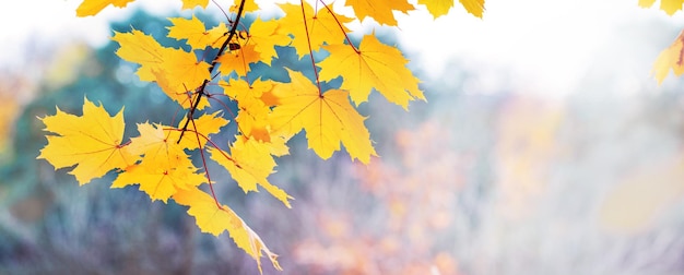 Fondo de otoño con hojas de arce amarillas en la rama de un árbol en un clima soleado