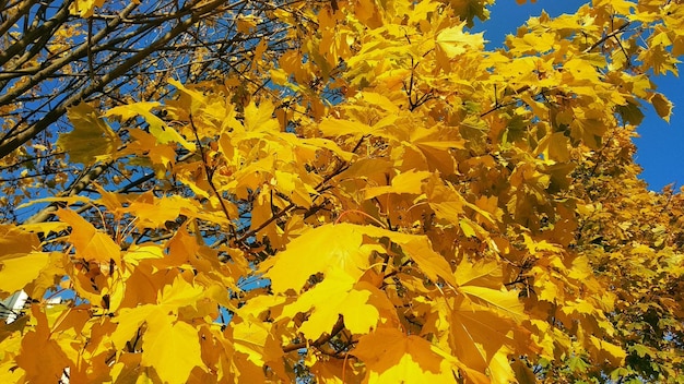 Fondo de otoño con hojas de arce amarillas