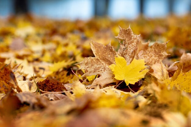 Fondo de otoño con hojas de arce caídas secas en el bosque