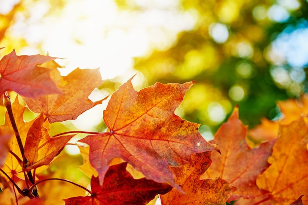 Fondo de otoño. Hojas de arce coloridas con luz solar, cerrar