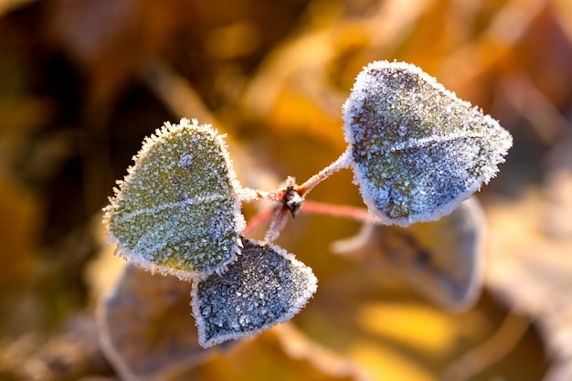 Fondo de otoño, hojas de arce cubiertas de escarcha