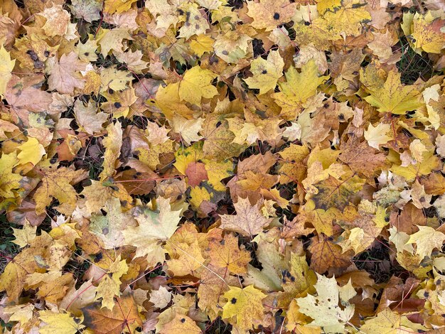 Fondo de otoño con hojas de arce multicolores en el suelo.