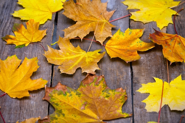 Fondo de otoño - hojas de arce sobre una mesa de madera