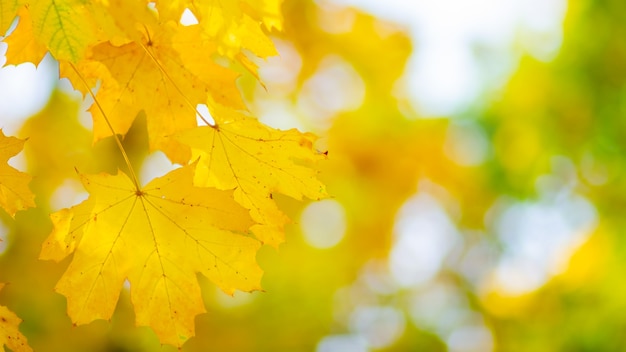 Fondo de otoño con hojas de arce.