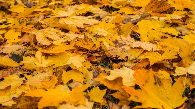 Fondo de otoño con hojas de arce