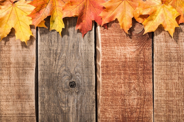 Fondo de otoño con hojas de arce