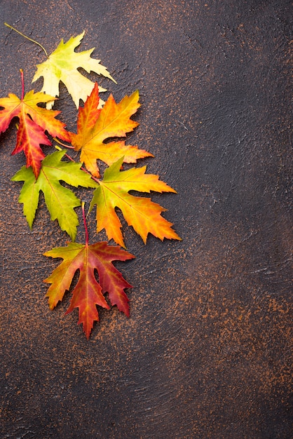 Fondo de otoño con hojas de arce