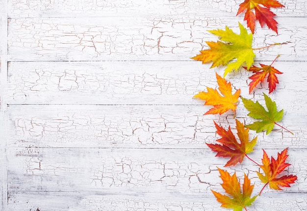 Fondo de otoño con hojas de arce