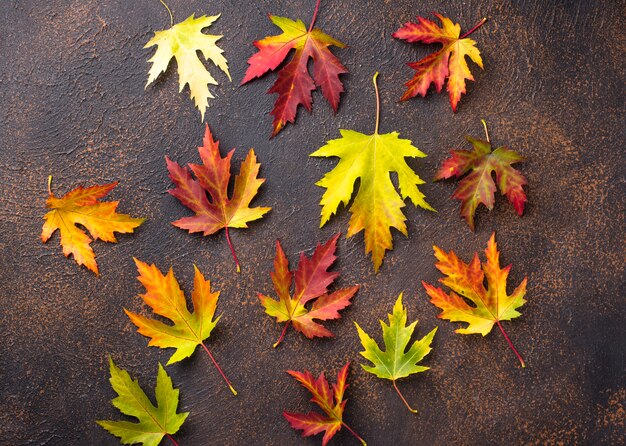 Fondo de otoño con hojas de arce