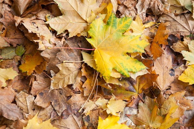 Fondo de otoño de hojas de arce