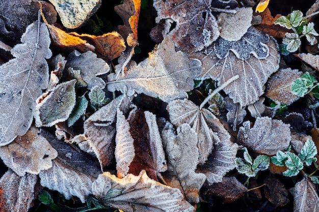 Fondo de otoño hojas caídas cubiertas de escarcha