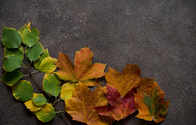 Fondo de otoño con hojas caídas, otoño dorado, vista superior, copispace