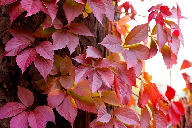 Fondo de otoño con hojas de color rojo brillante en el tronco de un árbol