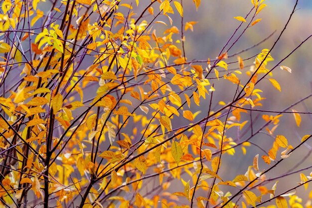 Fondo de otoño con hojas de colores en un árbol en un clima soleado