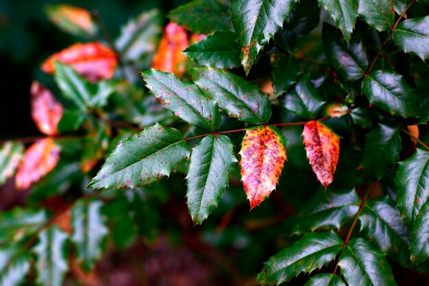 Fondo de otoño con hojas coloridas.