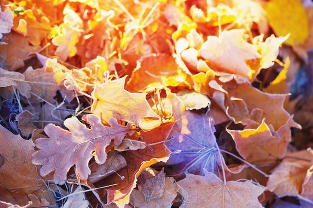 El fondo de otoño con hojas heladas.