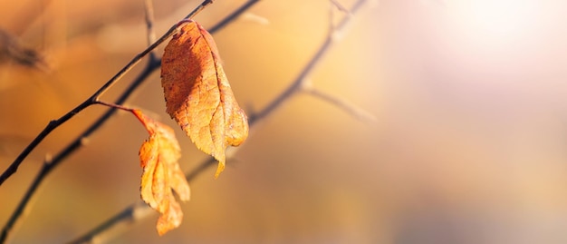 Fondo de otoño con hojas marrones secas sobre un fondo borroso en un clima soleado