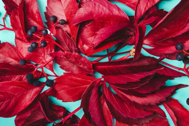 Fondo de otoño Hojas moradas y bayas azules de uvas silvestres