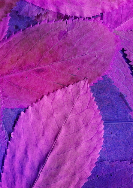 Fondo de otoño de hojas naturales coloridas