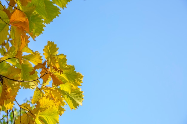 Fondo de otoño. Hojas de roble amarillo sobre un fondo de cielo azul con espacio de copia.